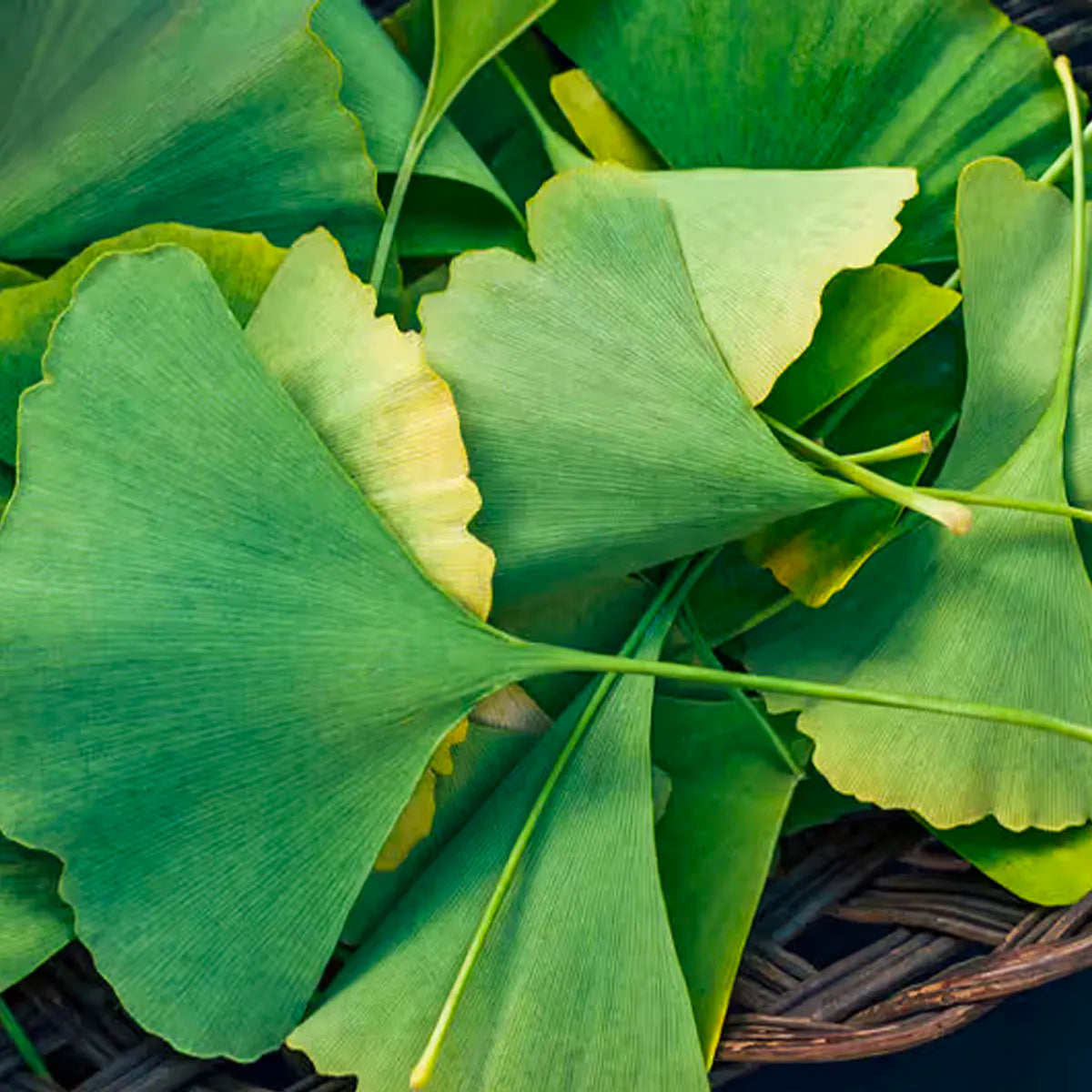 ginkgo biloba